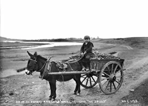 Donkey Collection: An Irish Donkey and Cart Bringing Home the Spuds