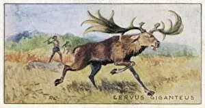 Irish Elk - Megaloceros