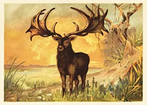 Irish Elk, Megaloceros giganteus