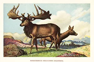 Paleontology Prints: Irish elk, Megaloceros giganteus