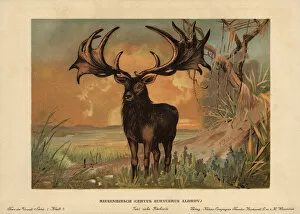 Tiere Gallery: Irish Elk, Megaloceros giganteus, extinct species