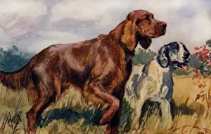 Setters Prints: Irish & English Setters