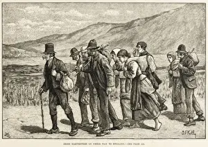 Irish Harvesters