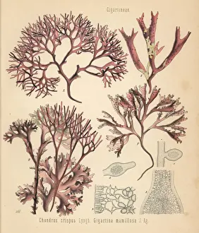 Irish moss and false Irish moss