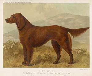 Dogs Collection: Irish Setter (Shaw)