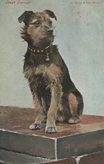 Studded Prints: An Irish Terrier