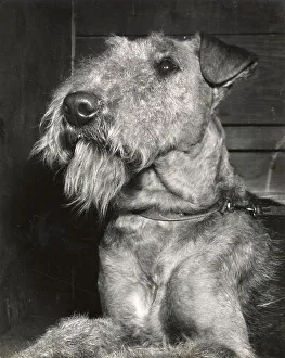 Irish Terrier