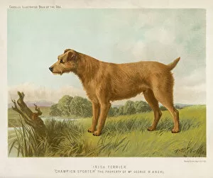 Breeds Collection: Irish Terrier (Shaw)