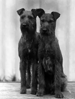 Owned Prints: Irish terriers 1938