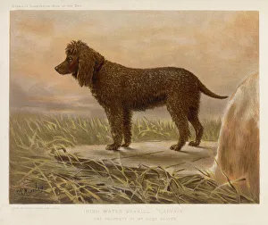 Breeds Collection: Irish Water Spaniel