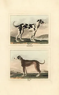 James Smith Barr Prints: Irish wolf hound and Great Dane