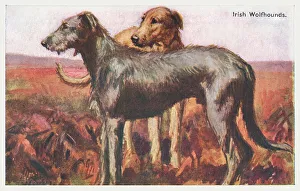 Irish Wolfhounds