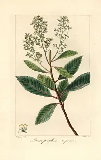 Iron martin, Laurophyllus capensis, native of South Africa
