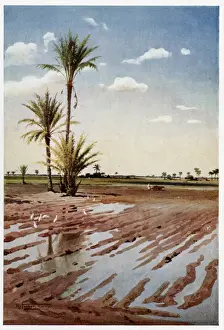 Flooding Prints: Irrigated Field, Egypt