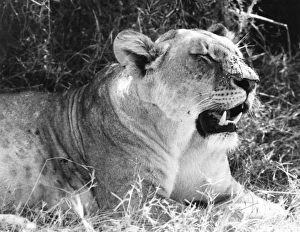 Images Dated 17th August 2011: Irritable Lioness