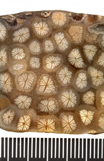 Anthozoa Gallery: Isastraea oblonga, polished coral
