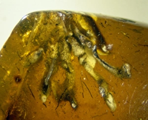 Araneae Gallery: Isle of Wight amber