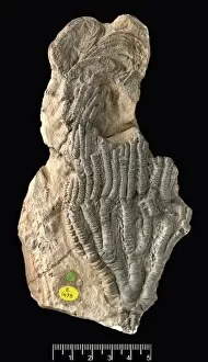 Mesozoic Collection: Isocrinus robustus, a fossil crinoid