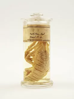 Scott Expedition Gallery: Isopod, Glyptonotus antarcticus