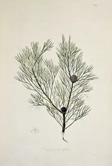 Isopogon anethifolius, narrow leaf drumstick