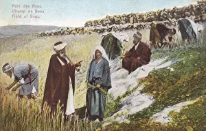 Recreation Prints: Israel - Bible scene reconstruction - The Field of Boaz