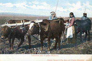 Amer Collection: Israel - Labourers in the Jezreel Valley