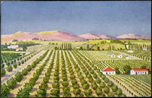 Neat Collection: Israeli Orange Grove / 30S
