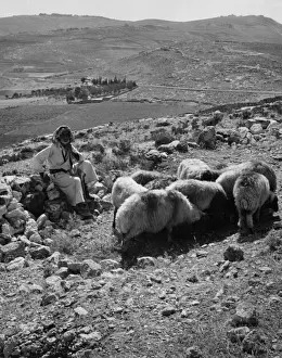 Israeli Shepherd