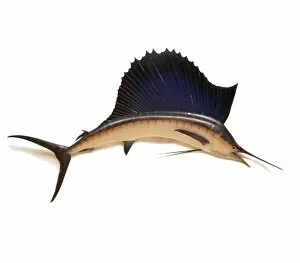 Marlin Collection: Istiophorus platypterus, Sailfish