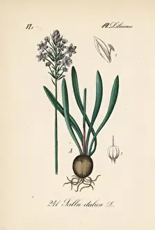 Italian bluebell, Hyacinthoides italica
