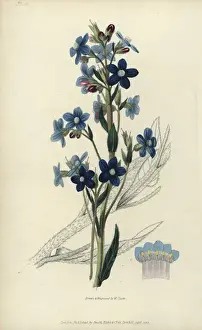 Richardmorris Prints: Italian bugloss, Anchusa azurea