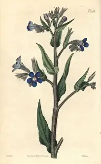 Italian bugloss, Anchusa azurea