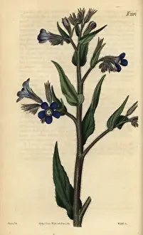 Italian bugloss, Anchusa azurea