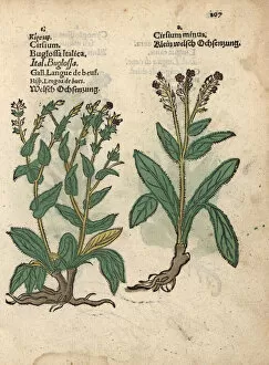 Anchusa Gallery: Italian bugloss species, Anchusa azurea