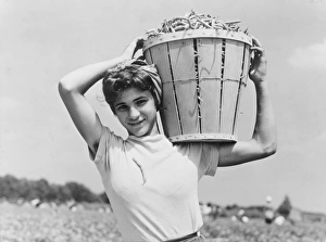 Italian day laborer with basket of beans she has just picked Italian day laborer with basket of beans she has just picked