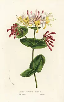 Honeysuckle Prints: Italian honeysuckle, Lonicera caprifolium