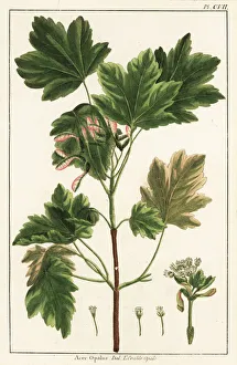 Niger Gallery: Italian maple, Acer opalus