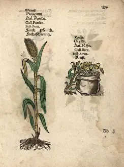 Adam Prints: Italian millet, Setaria italica, and rice, Oryza sativa