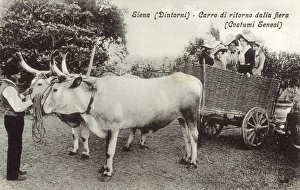 Italian Ox-drawn Chariot Italian Ox-drawn Chariot