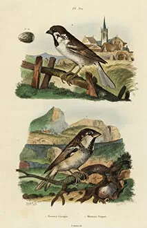 Sparrow Gallery: Italian sparrow, Passer italiae, and Eurasian
