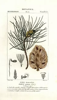 Needle Gallery: Italian stone pine, Pinus pinea