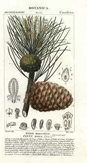 Italian stone pine, Pinus pinea, Pino domestico