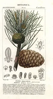 Italian stone pine, Pinus pinea, Pino domestico Italian stone pine, Pinus pinea, Pino domestico
