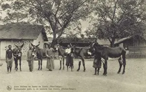 Handlers Prints: Italian stud donkeys at Zambi, The Congo