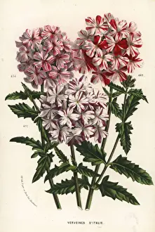 Italian vervain cultivars, Verbena officinalis