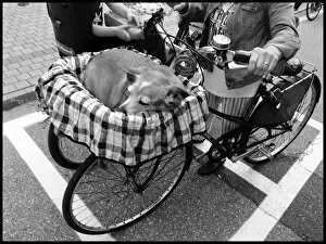 Images Dated 4th June 2016: Italy dog in bike basket