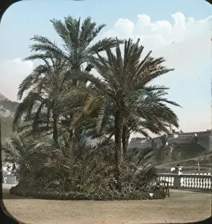 Cnetury Prints: Italy - Palm trees