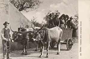Sienese Prints: Italy - Siena - Local country folk in an ox carriage