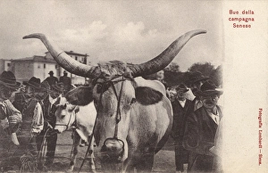 Horned Cow or Bull