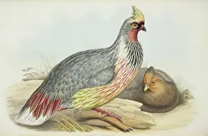 Galliformes Prints: Ithaginis cruentus, blood pheasant